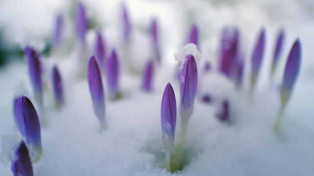 Snowy Flower Buds Google Background