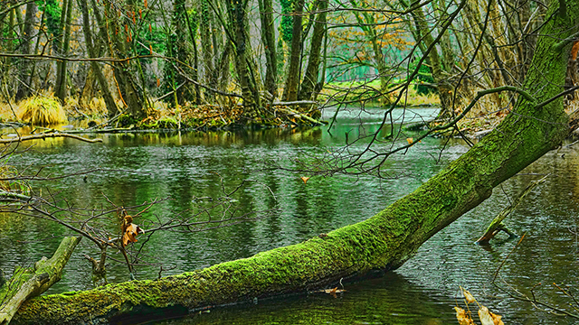 Swamp Trees Google Background