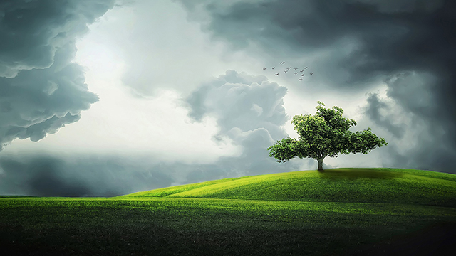That Tree Google Background