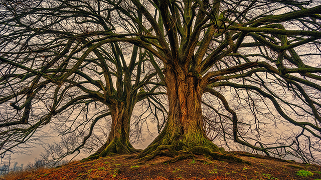 Trees of Old Google Background