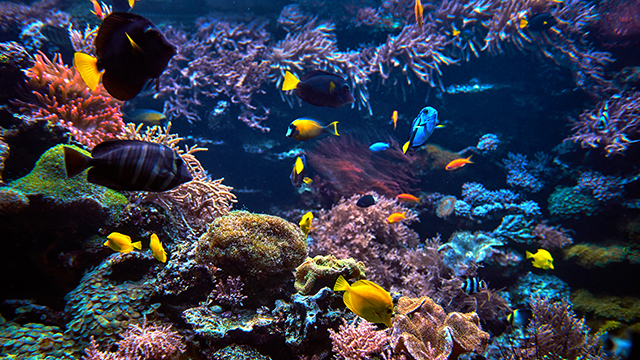 Under Water Google Background