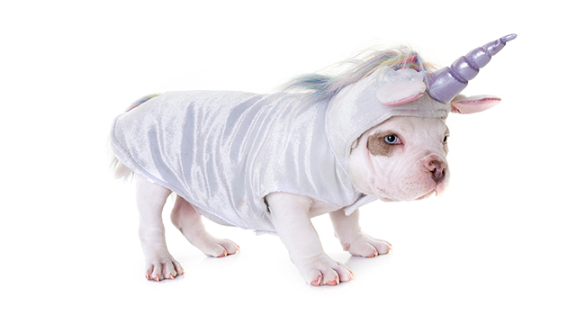 Unicorn Puppy Google Background