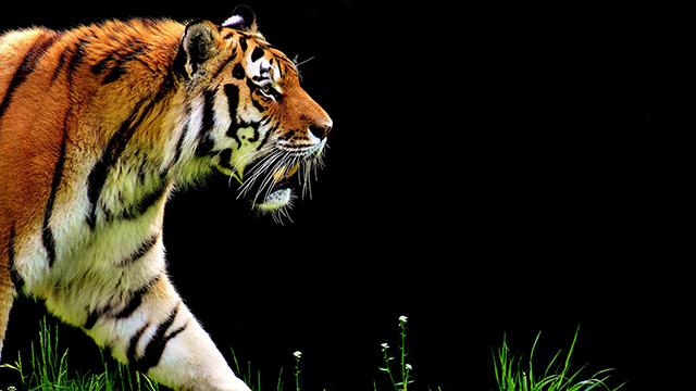 Walking Tiger Google Background