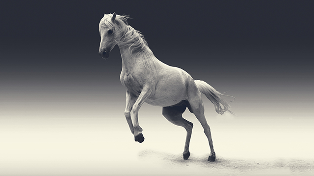 White Mare Google Background
