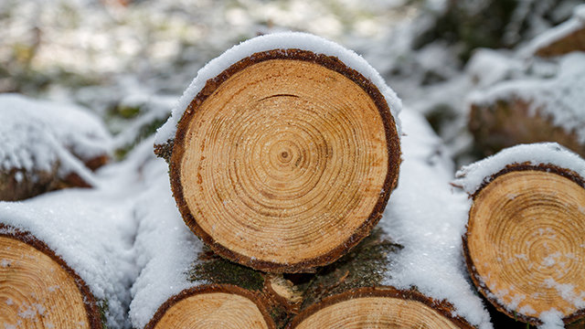 Winter Wood Google Background