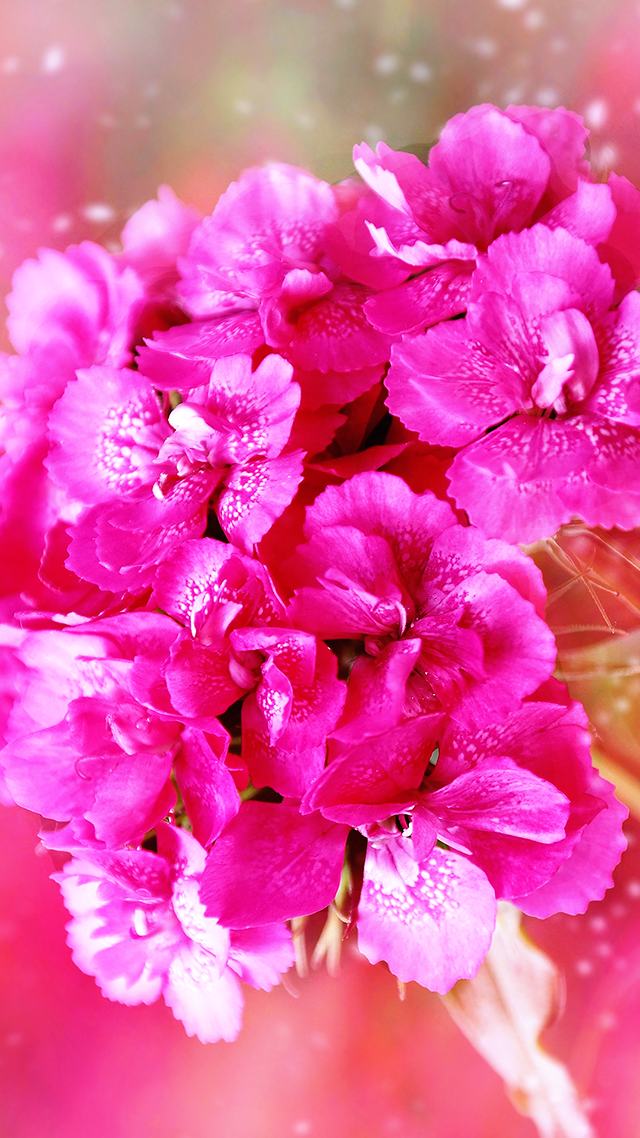 Carnation Flower iPhone Background.