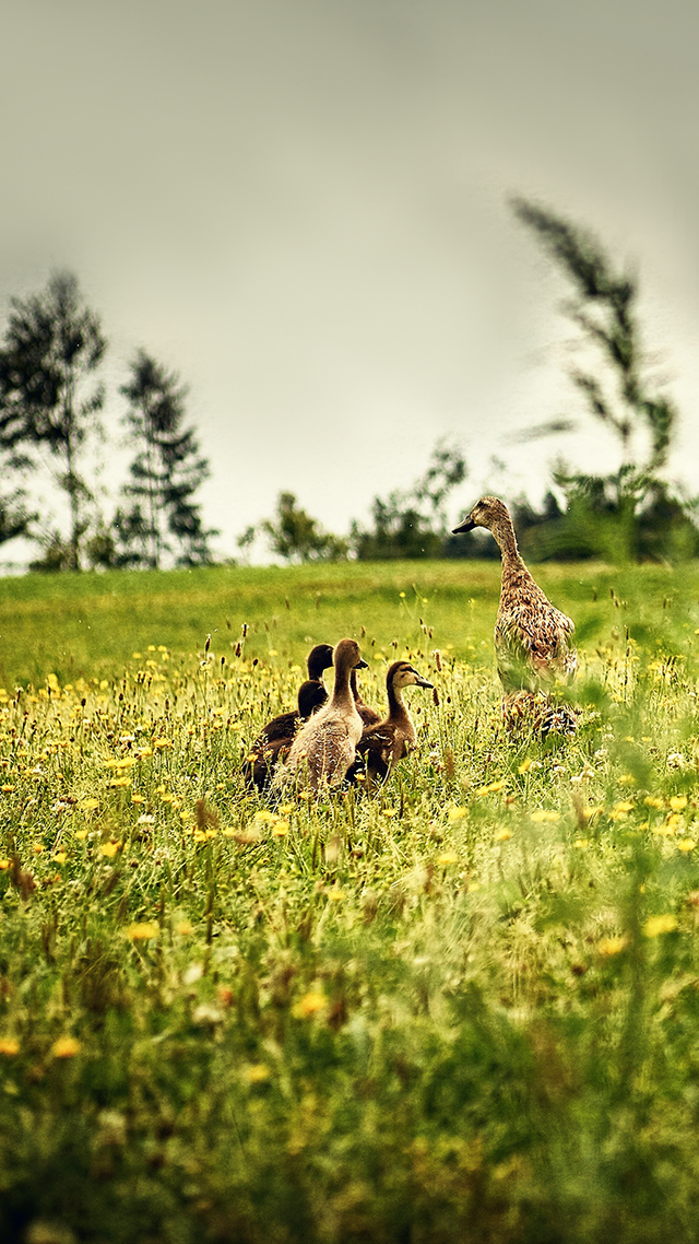 Ducks iPhone Background.
