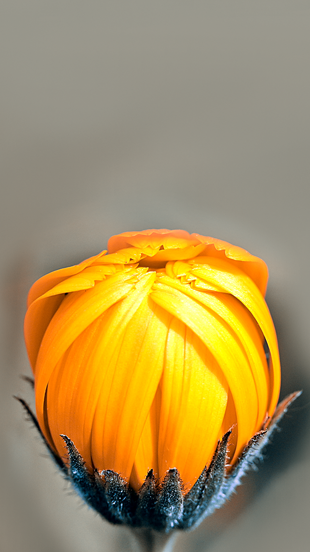 Marigold iPhone Background.