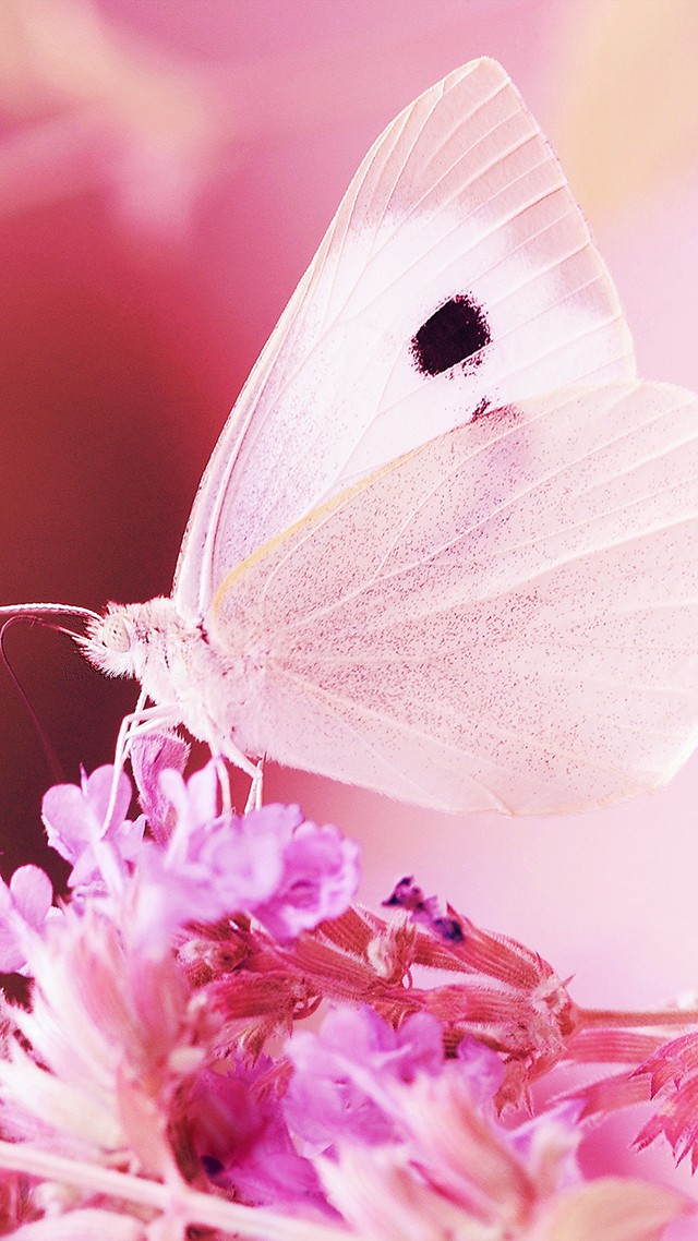 Pink Butterfly iPhone Background.