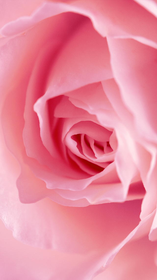 Pink Rose Blossom iPhone Background.