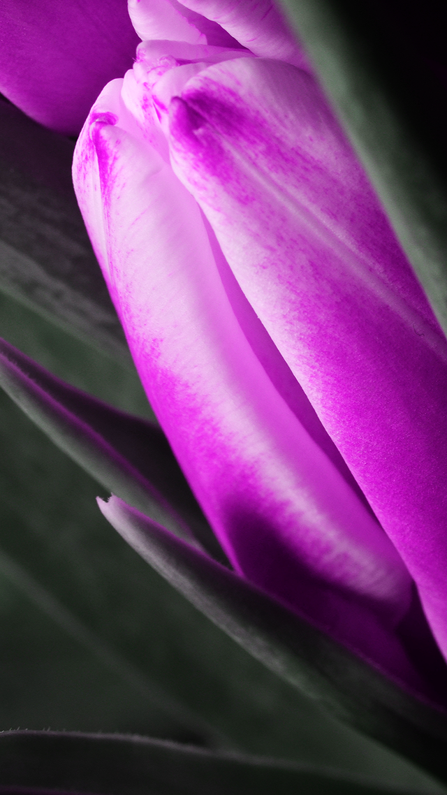 Tulip iPhone Background.