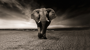 African Elephant Laptop Background
