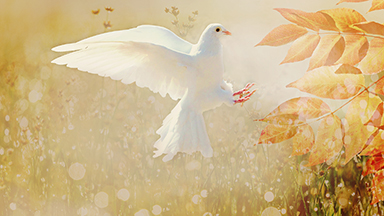 Autumn Dove Laptop Background