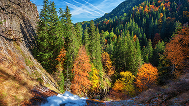 Autumn Forest Laptop Background