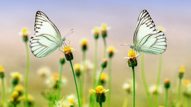 Butterfly Heaven Laptop Background