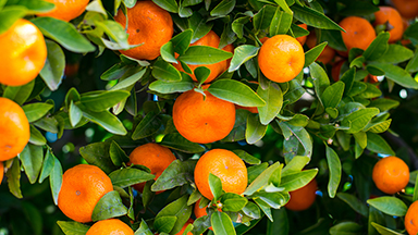 Citrus Fruit Laptop Background