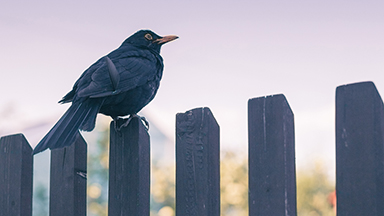 Definitely A Sitting Bird Laptop Background