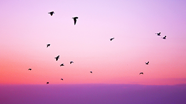 Free Birds Laptop Background