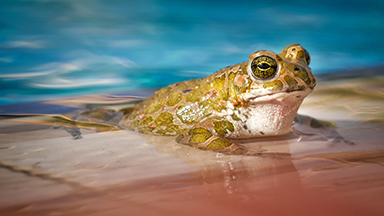 Frog Man Laptop Background