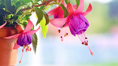 Fuchsia Flowers Laptop Background