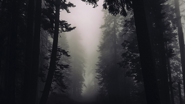 Gothic Forest Laptop Background