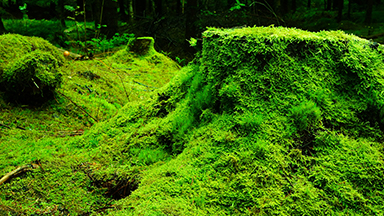 Green Forestry Laptop Background