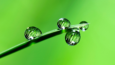 Green Life Laptop Background