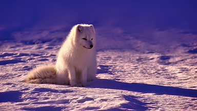 Norway Laptop Background