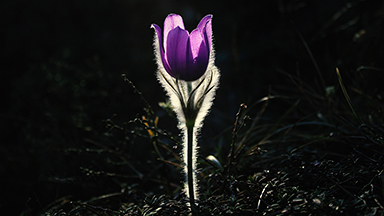 Pasque Flower Laptop Background