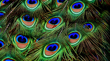 Peacock Feathers Laptop Background