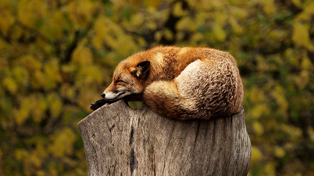 Sleeping Fox Laptop Background