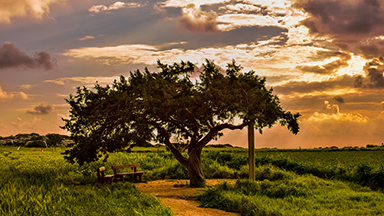 Tree Of Peace Laptop Background