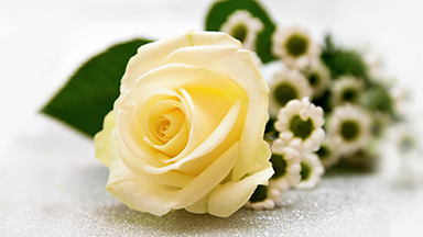 Vanilla Rose Laptop Background