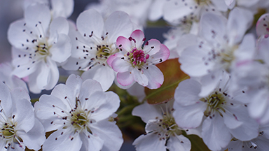 White Flower Blossoms Laptop Background