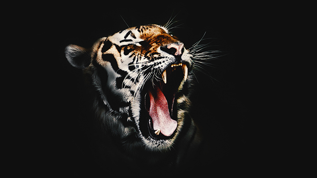 Wicked Tiger Laptop Background