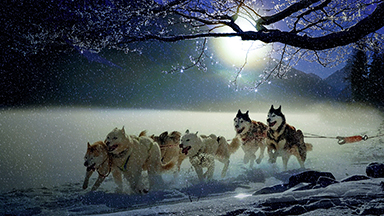 Winter Dogs Laptop Background