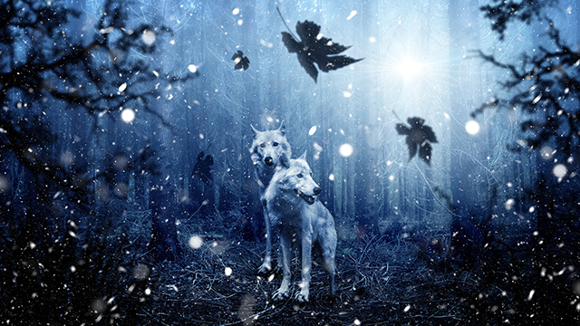 Winter Wolves Laptop Background