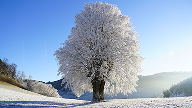 Wintry Tree Laptop Background