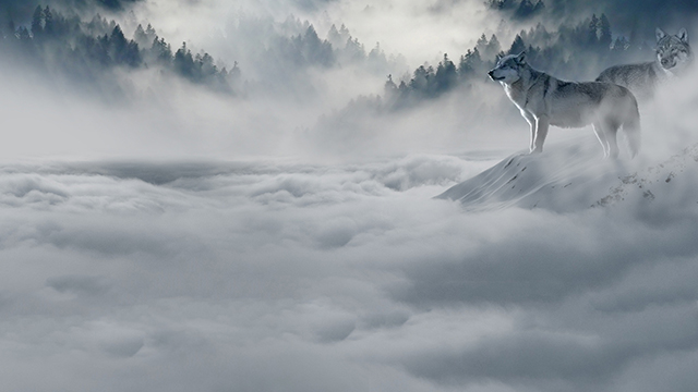 Wolf Laptop Background
