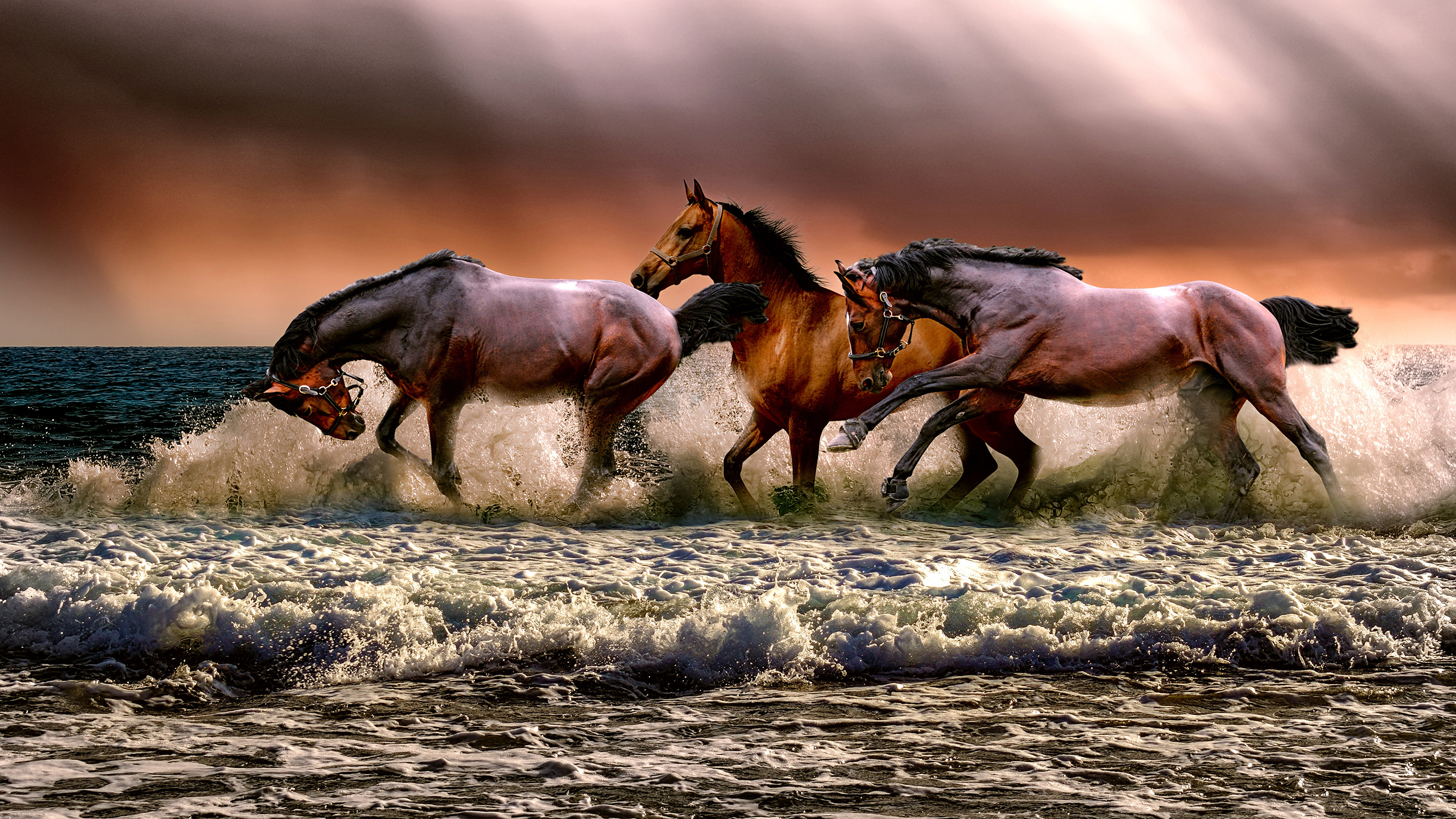 Horses Running Free 2K Wallpaper | 2560 x 1440 px