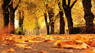 autumn trees 2k wallpaper
