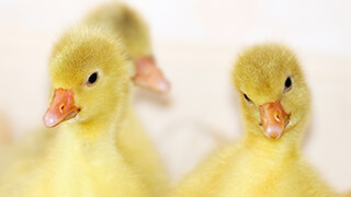 baby ducks 4k wallpaper