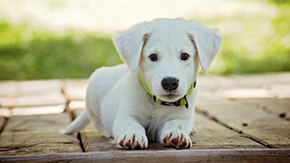 baby puppy 4k wallpaper