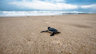baby sea turtle 4k wallpaper