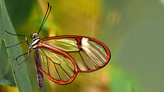 Beautiful Butterfly 4k