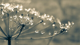 Cobweb