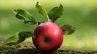 delicious red apple wallpaper