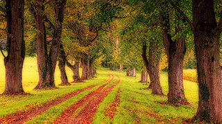 green trees 2k wallpaper