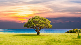 magical tree 2k wallpaper