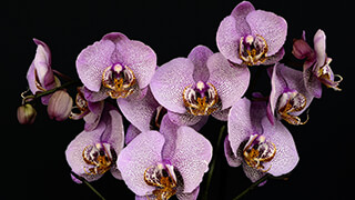 orchids 2k wallpaper